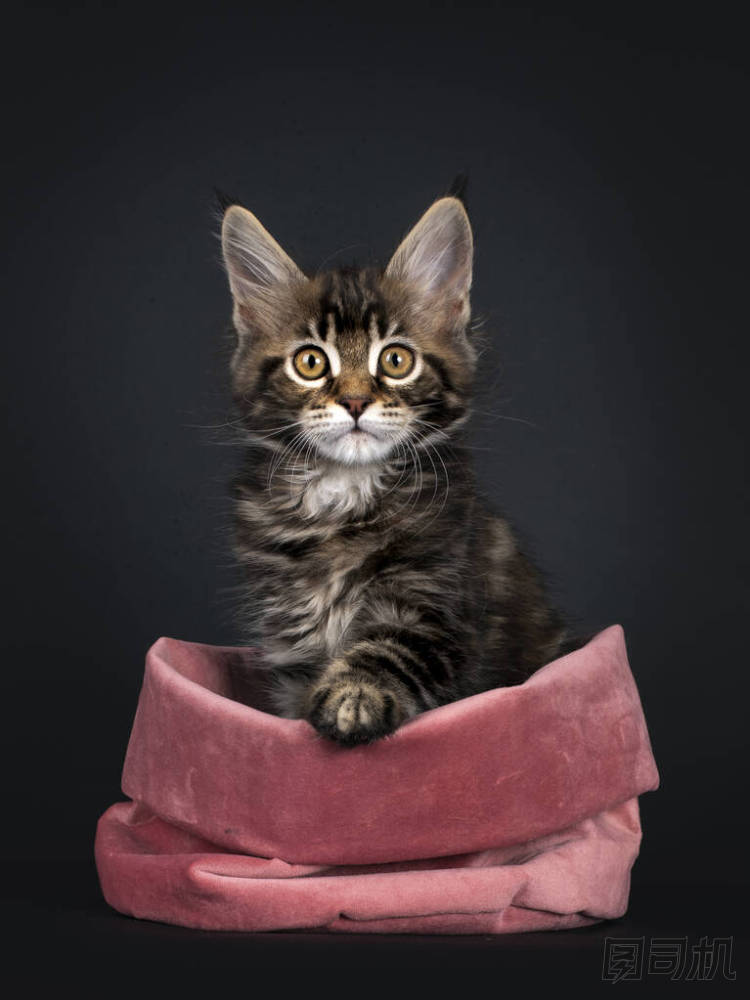 漂亮地標(biāo)上了斑紋的燕尾花- -緬因州貓,臉朝前坐在粉色天鵝絨袋中.望著黃色眼睛的相機(jī)。被隔離在黑色背景下