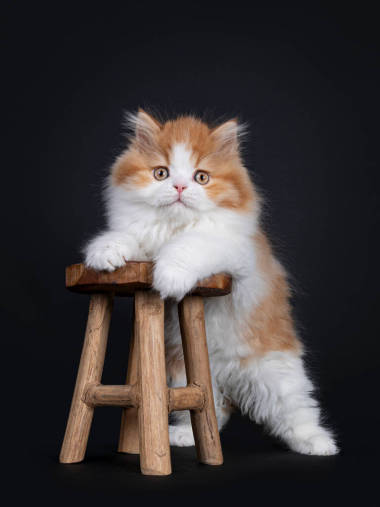 可愛的紅色與白色的英國(guó)長(zhǎng)哈爾小貓，站立與前爪在小木制凳子上。直直地看著攝像機(jī)。被隔離在黑色背景下