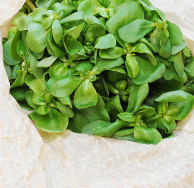 有機(jī)馬齒莧