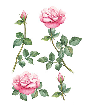 月季花的水彩插图图片