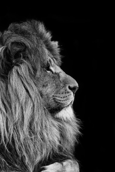 獅子在黑色和白色的肖像