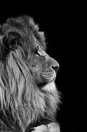 狮子在黑色和白色的肖像