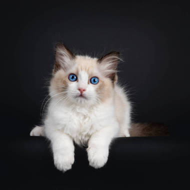 令人印象深刻的海豹雙色拉格布娃娃貓,躺下,前爪懸垂在邊緣.用迷人的藍(lán)眼睛看著相機(jī)。在黑色背景上隔離