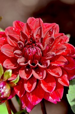 红色大丽花图片