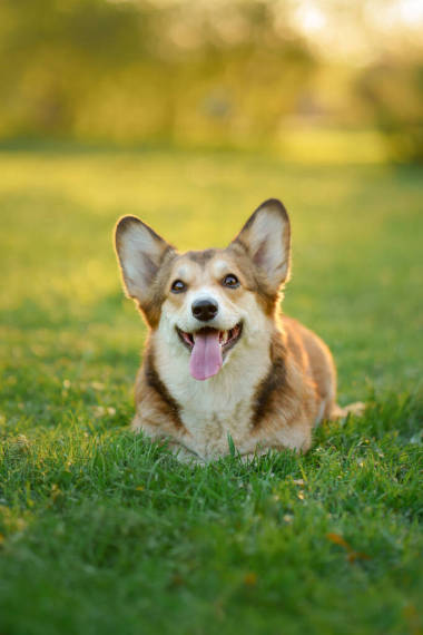 狗在自然界中的肖像。紅白相間的威爾士刺繡在草地上。流行品種。在公園里的寵物