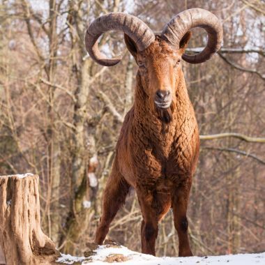 capricon 在雪地上圖片