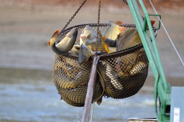 鯉科魚(yú)抓撈網(wǎng)圖片