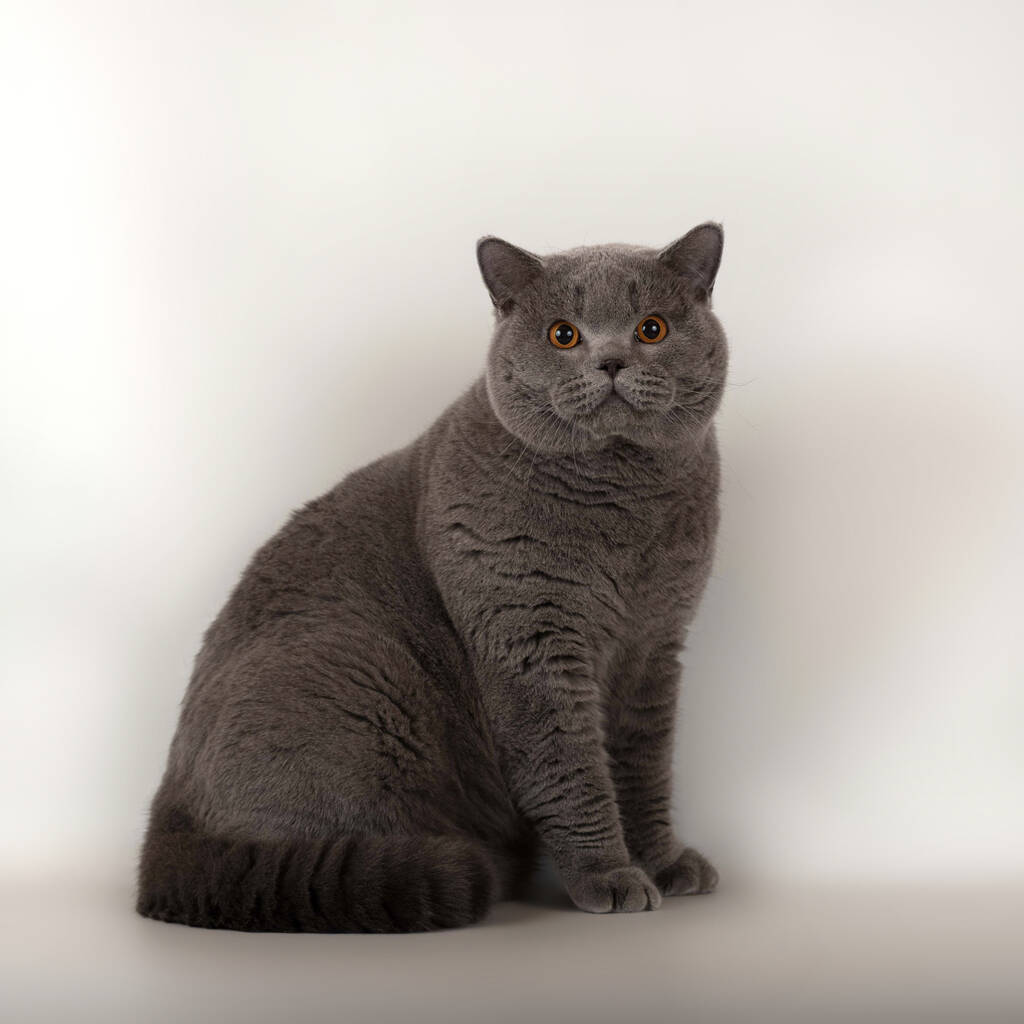 工作室背景上的英国短毛猫图片