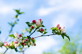 朵朵苹果树枝图片