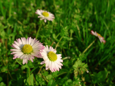 黛西 (bellis perennis)