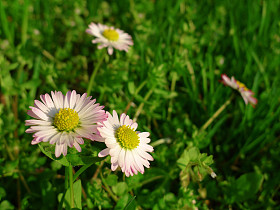 黛西 (bellis perennis)