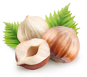 集团的榛子用叶子图片