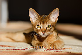 年轻的阿比西尼亚猫在行动