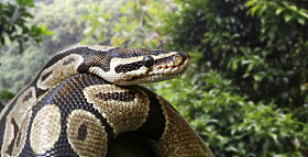 皇家的 python 的特写视图