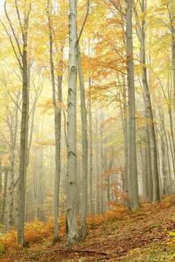 景区秋季山毛榉森林在雾中照片