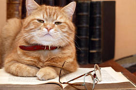 科学家的猫图片