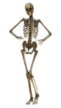 人體骨骼圖片