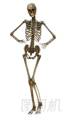 人體骨骼圖片