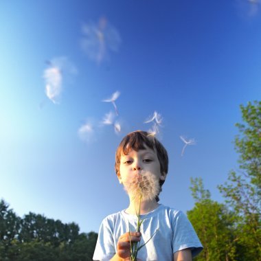 美男孩與蒲公英圖片