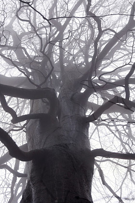 幽灵般的树枝图片