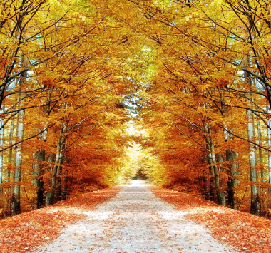 在森林里的途徑