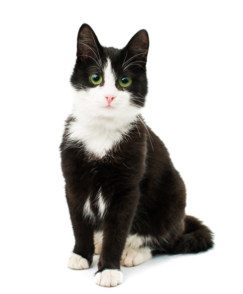 黑色与白色的猫 图片 黑色与白色的猫 图片