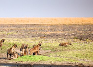 在坦桑尼亞國家公園的鬣狗