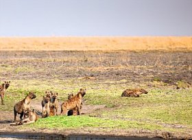 在坦桑尼亚国家公园的鬣狗