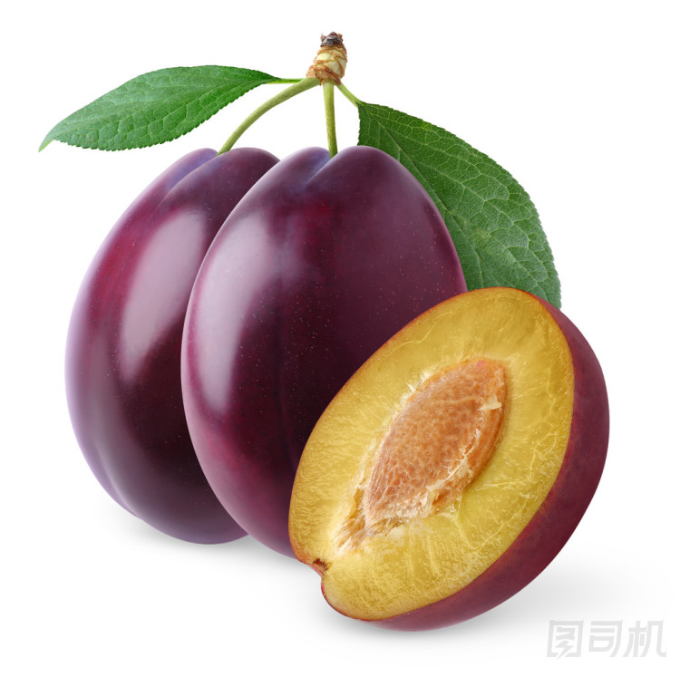 梅花圖片
