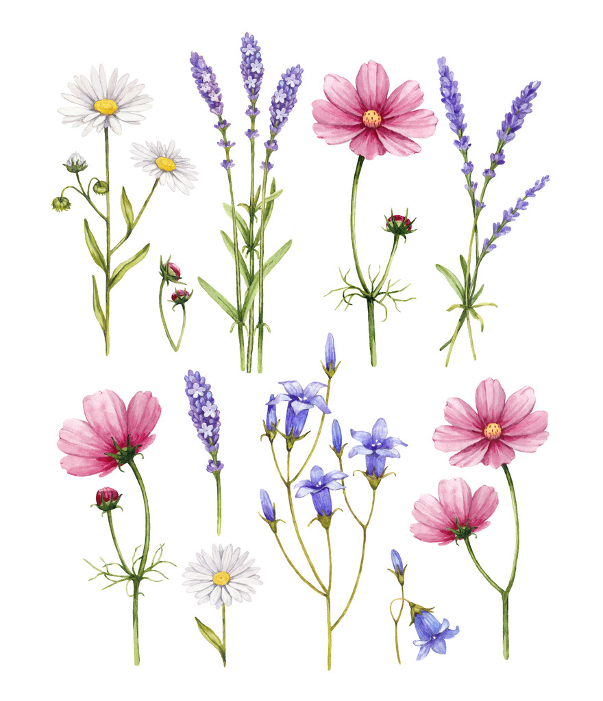 野生花卉的集合。水彩插图照片 野生花卉的集合。水彩插图照片