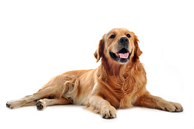 金毛猎犬图片
