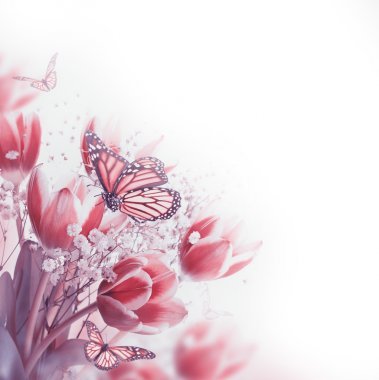 紅色郁金香圖片