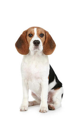 小狗比格犬