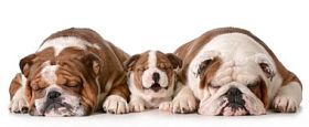 三个牛头犬图片