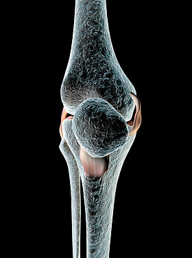 膝盖韧带、 肌腱、 x 射线
