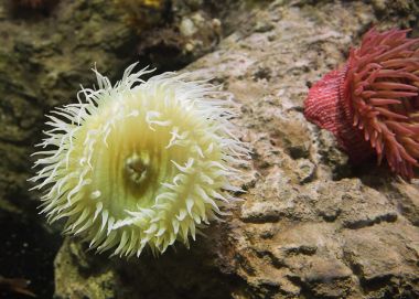 海葵 海葵