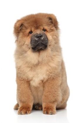 棕色松狮犬小狗图片