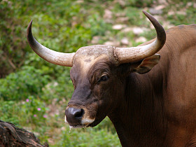 动物园里的动物