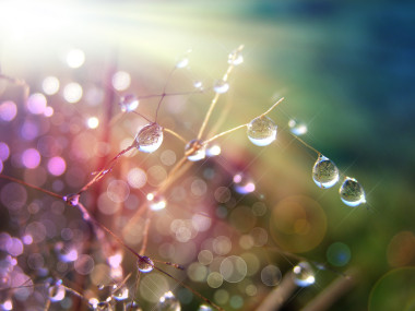 露水的草地上圖片