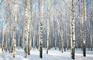 同在陽光下的積雪覆蓋的分支的白樺林
