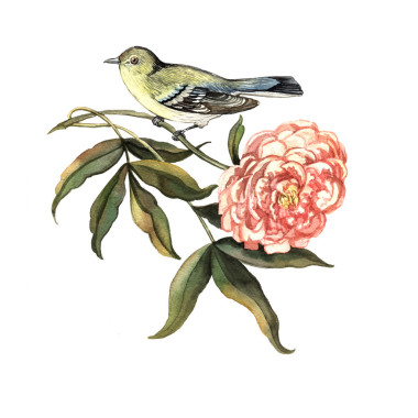 水彩插圖鳥與花圖片