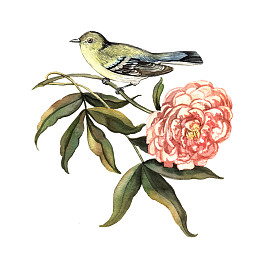 水彩插图鸟与花图片