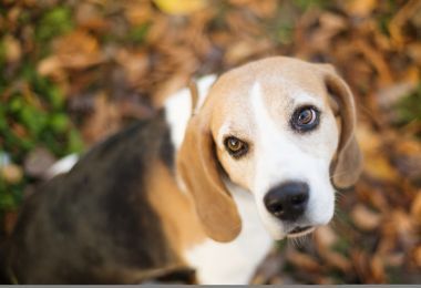 可愛(ài)的狗圖片