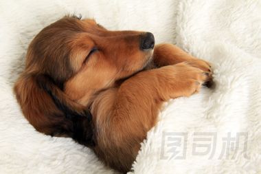沉睡的臘腸狗小狗