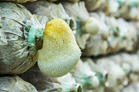 关闭了泰国真菌 fram 猴头菇