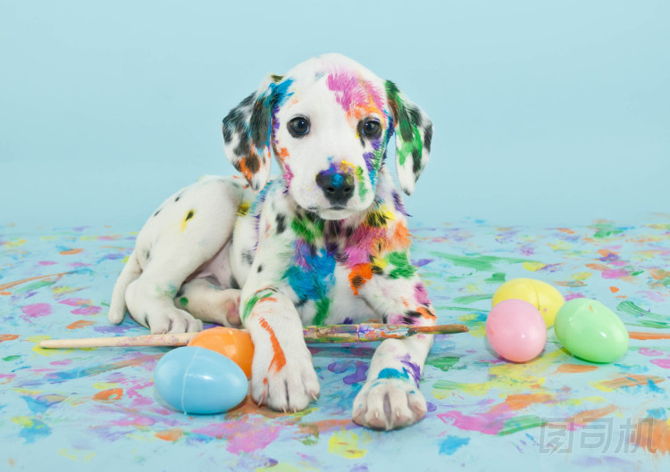 復(fù)活節(jié) dalmatain 小狗