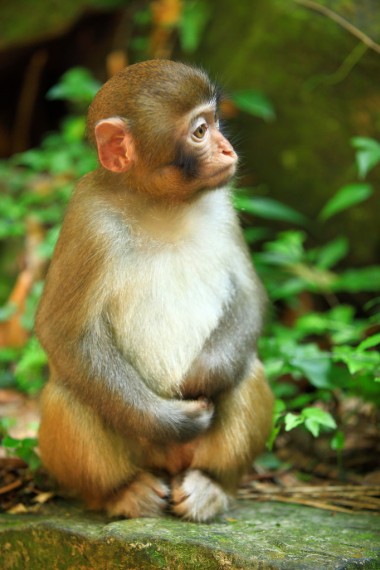 在森林里的猴子圖片