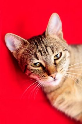 国内猫在白色背景上吃宠物食