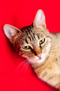 国内猫在白色背景上吃宠物食