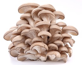 白色背景的牡蛎蘑菇图片